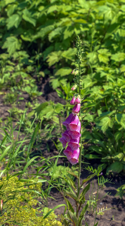 Digitalis grandiflora, foxglove, poisonous and toxic flower. Digitalis purpurea flower.の写真素材