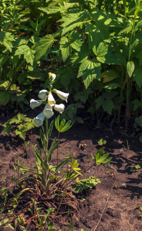 Digitalis grandiflora, foxglove, poisonous and toxic flower. Digitalis purpurea flower.の写真素材