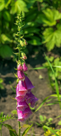 Digitalis grandiflora, foxglove, poisonous and toxic flower. Digitalis purpurea flower.の写真素材