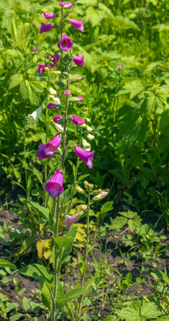 Digitalis grandiflora, foxglove, poisonous and toxic flower. Digitalis purpurea flower.の写真素材