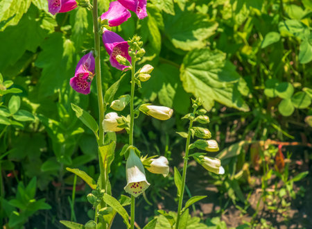 Digitalis grandiflora, foxglove, poisonous and toxic flower. Digitalis purpurea flower.の写真素材