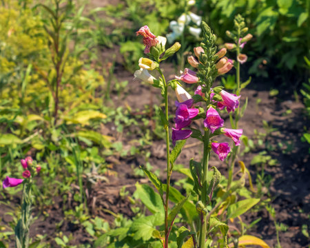 Digitalis grandiflora, foxglove, poisonous and toxic flower. Digitalis purpurea flower.の写真素材