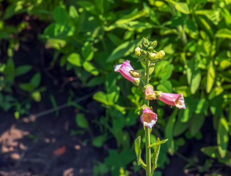 Digitalis grandiflora, foxglove, poisonous and toxic flower. Digitalis purpurea flower.の写真素材