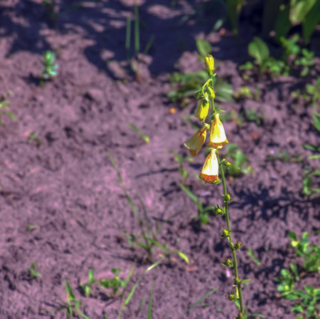 Large yellow foxglove or Digitalis grandiflora bloom in a gardenの写真素材