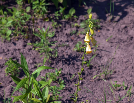 Large yellow foxglove or Digitalis grandiflora bloom in a gardenの写真素材