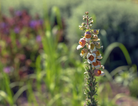 Digitalis lanata wooly foxglove flower plant closeup on natural backgroundの写真素材