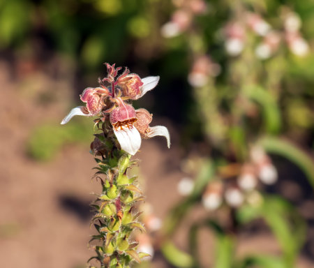 Digitalis lanata wooly foxglove flower plant closeup on natural backgroundの写真素材