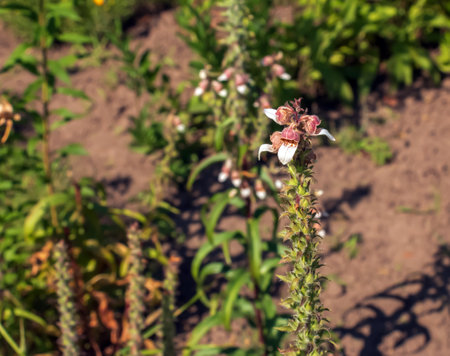 Digitalis lanata wooly foxglove flower plant closeup on natural backgroundの写真素材