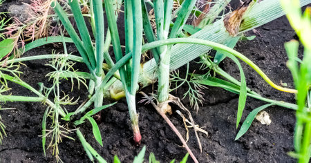 Onion plantation in the garden. Green onions grow in the garden. Dutch blue onion grows in the ground.の写真素材