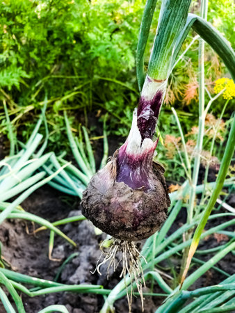 Onion plantation in the garden. Green onions grow in the garden. Dutch blue onion grows in the ground.の写真素材