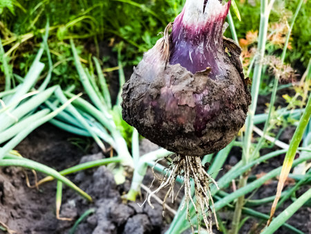 Onion plantation in the garden. Green onions grow in the garden. Dutch blue onion grows in the ground.の写真素材