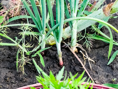 Onion plantation in the garden. Green onions grow in the garden. Dutch blue onion grows in the ground.の写真素材