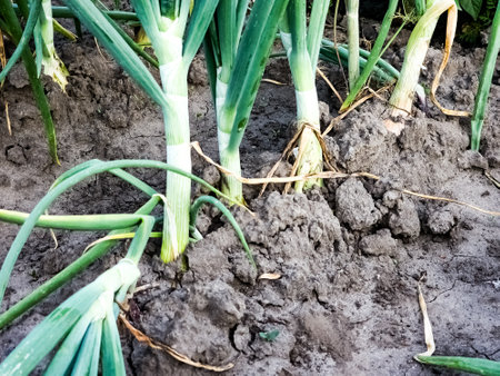 Onion plantation in the garden. Green onions grow in the garden. Dutch blue onion grows in the ground.の写真素材