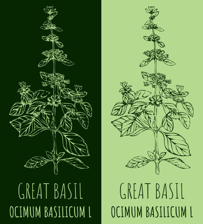 Drawing GREAT BASIL. hand drawn illustration. The Latin name is OCIMUM BASILICUM L.のイラスト素材