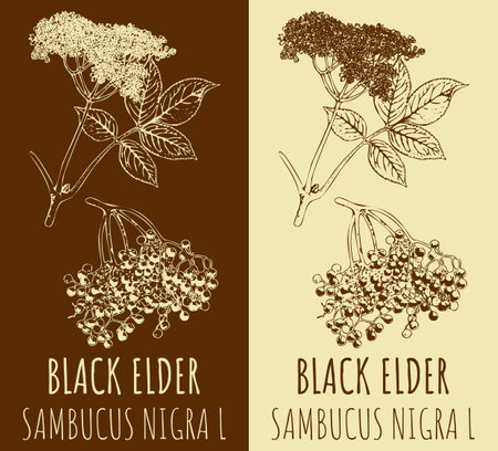 Drawing BLACK ELDER. hand drawn illustration. The Latin name is SAMBUCUS NIGRA SAMBUCUS NIGRA L.のイラスト素材