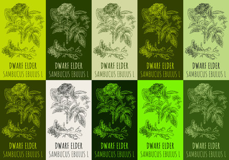 Set of drawing DWARF ELDER in various colors. hand drawn illustration. The Latin name is SAMBUCUS EBULUS L.のイラスト素材