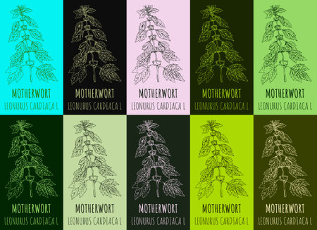 Set of vector drawing MOTHERWORT in various colors. hand drawn illustration. The Latin name is LEONURUS CARDIACA L.のイラスト素材
