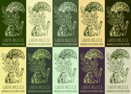 Set of vector drawing GARDEN ANGELICA in various colors. hand drawn illustration. The Latin name is ARCHANGELICA OFFICINALIS HOFFM.のイラスト素材