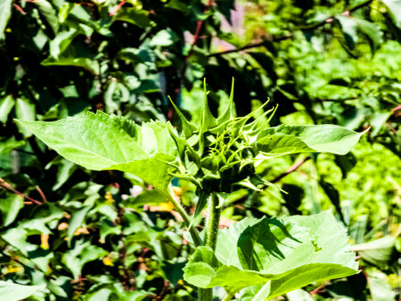 Sunflower bud close-up. Greenery on a summer day. leaf veins close up. organic flora. green background. daylightの写真素材