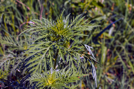 Ambrosia sagebrush before flowering. Ambrosia bloom has an extremely negative impact on human health and agriculture.の写真素材