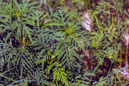 Ambrosia sagebrush before flowering. Ambrosia bloom has an extremely negative impact on human health and agriculture.の写真素材