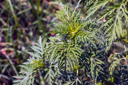 Ambrosia sagebrush before flowering. Ambrosia bloom has an extremely negative impact on human health and agriculture.の写真素材