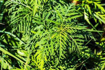 Ambrosia sagebrush before flowering. Ambrosia bloom has an extremely negative impact on human health and agriculture.の写真素材