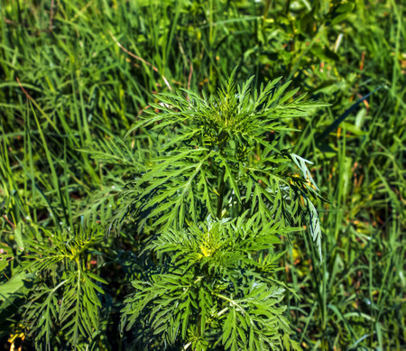 Ambrosia sagebrush before flowering. Ambrosia bloom has an extremely negative impact on human health and agriculture.の写真素材