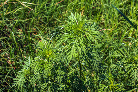 Ambrosia sagebrush before flowering. Ambrosia bloom has an extremely negative impact on human health and agriculture.の写真素材