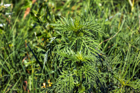 Ambrosia sagebrush before flowering. Ambrosia bloom has an extremely negative impact on human health and agriculture.の写真素材