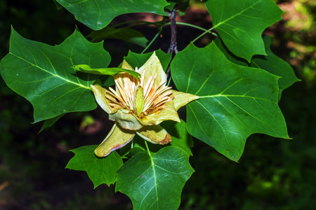 Tulip tree branches with flowers and buds. Latin name Liriodendron tulipifera Lの写真素材