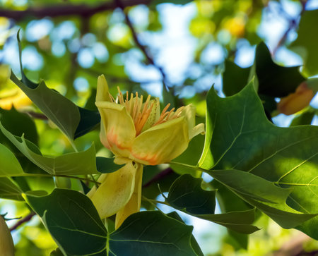 Tulip tree branches with flowers and buds. Latin name Liriodendron tulipifera Lの写真素材
