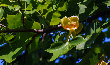 Tulip tree branches with flowers and buds. Latin name Liriodendron tulipifera Lの写真素材