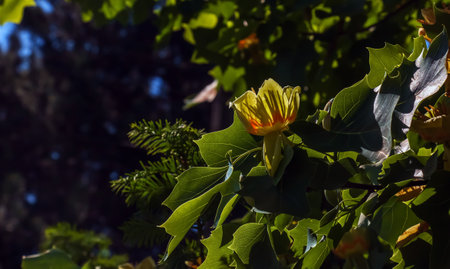 Tulip tree branches with flowers and buds. Latin name Liriodendron tulipifera Lの写真素材