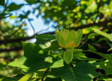 Tulip tree branches with flowers and buds. Latin name Liriodendron tulipifera Lの写真素材