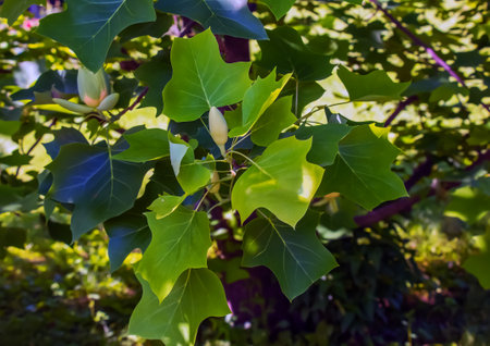 Tulip tree branches with flowers and buds. Latin name Liriodendron tulipifera Lの写真素材