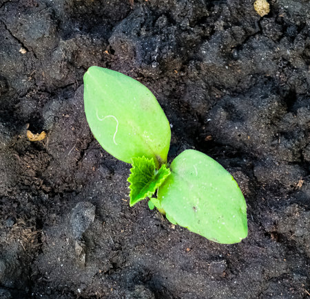 Young green cucumber sprouts in the ground. Cucumber shoots. Green shoots of cucumber leaves with yellow flowers. Future green vegetables. agriculture.の写真素材