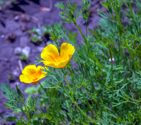 Orange flower California poppy, or Golden poppy, Cup of gold. Its Latin name is Eschscholzia Californica, native to the US and Mexico.の写真素材