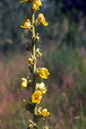 Common mullein pale yellow flowers of verbascum nigrum plant, used as herb and medicine growing in the medicinal garden.の写真素材