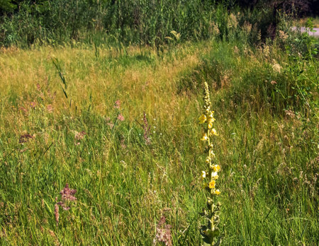 Common mullein pale yellow flowers of verbascum nigrum plant, used as herb and medicine growing in the medicinal garden.の写真素材