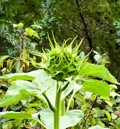 Sunflower bud close-up. Greenery on a summer day. leaf veins close up. organic flora. green background. daylightの写真素材