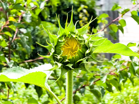 Sunflower bud close-up. Greenery on a summer day. leaf veins close up. organic flora. green background. daylightの写真素材