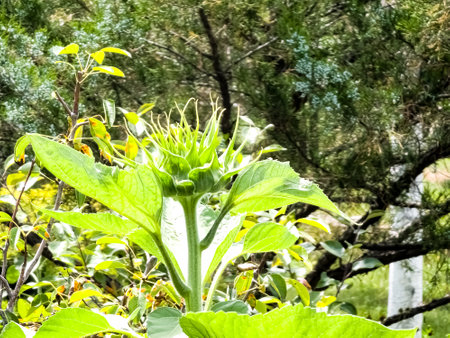 Sunflower bud close-up. Greenery on a summer day. leaf veins close up. organic flora. green background. daylightの写真素材
