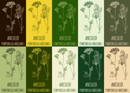 Set of vector drawing ANISEED in various colors. hand drawn illustration. The Latin name is PIMPINELLA ANISUM L.のイラスト素材