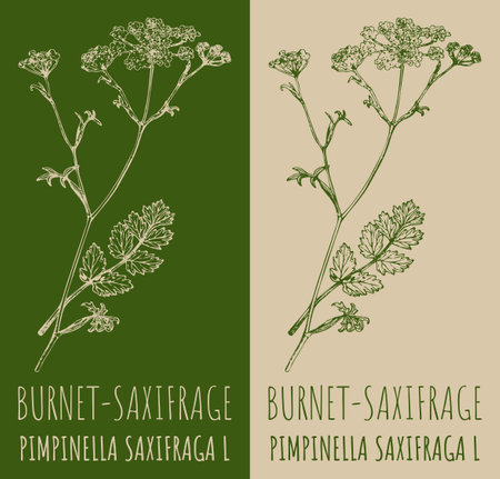 Vector drawing BURNET-SAXIFRAGE. hand drawn illustration. The Latin name is PIMPINELLA SAXIFRAGA L.のイラスト素材