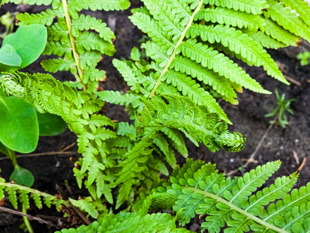 Macro photo of nature plant fern. Background texture blooming forest fern. image of green fernの写真素材
