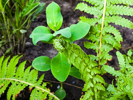 Macro photo of nature plant fern. Background texture blooming forest fern. image of green fernの写真素材