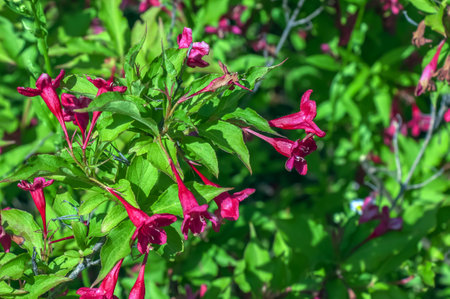 Pink delicate weigela flowers in the spring gardenの写真素材