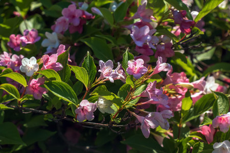 Pink delicate weigela flowers in the spring gardenの写真素材
