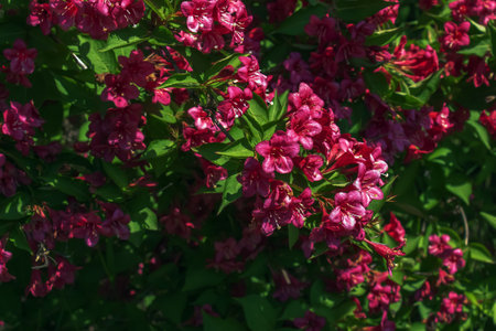 Pink delicate weigela flowers in the spring gardenの写真素材
